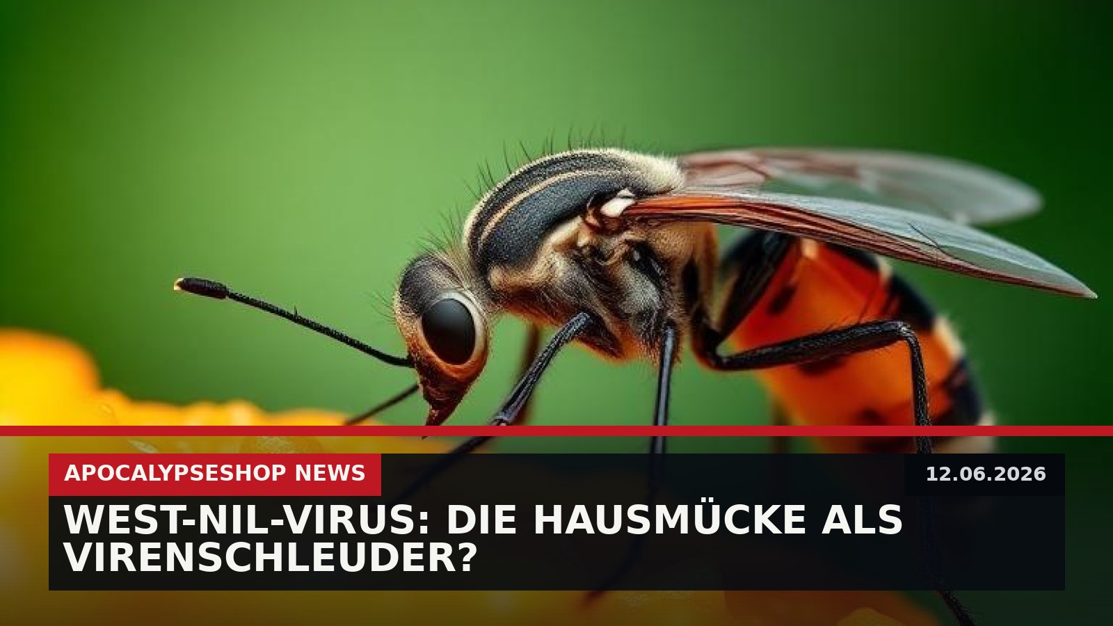 West-Nil-Virus: Die Hausmücke als Virenschleuder?